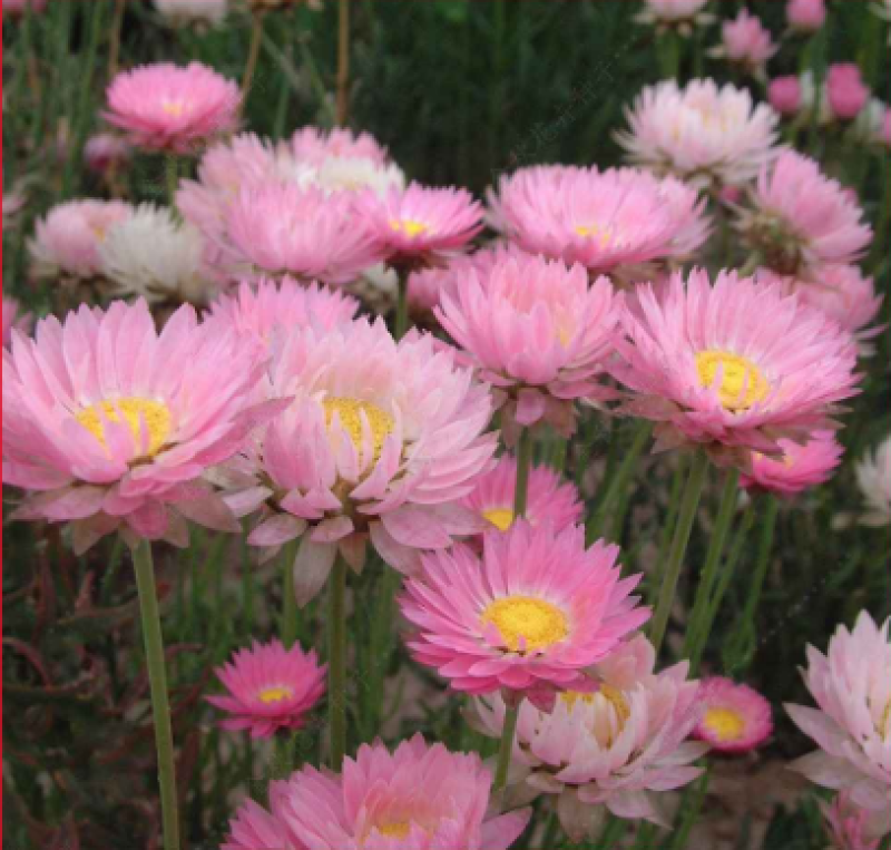 永生菊种子花草种子公园景观花海花种子阳台庭院花卉种子花籽