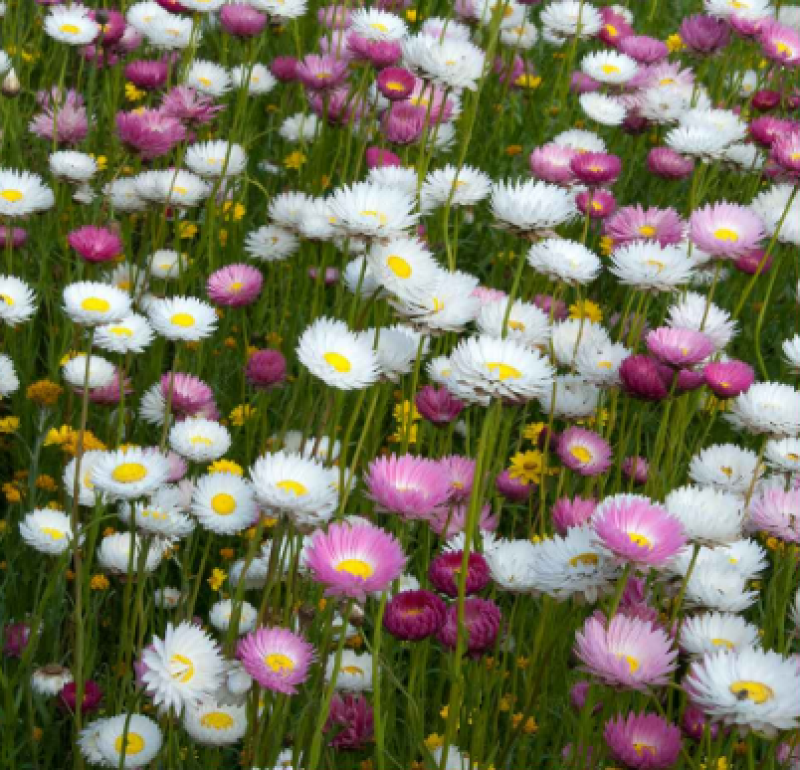 永生菊种子花草种子公园景观花海花种子阳台庭院花卉种子花籽