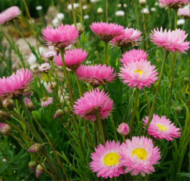 永生菊种子花草种子公园景观花海花种子阳台庭院花卉种子花籽