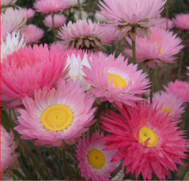 永生菊种子花草种子公园景观花海花种子阳台庭院花卉种子花籽