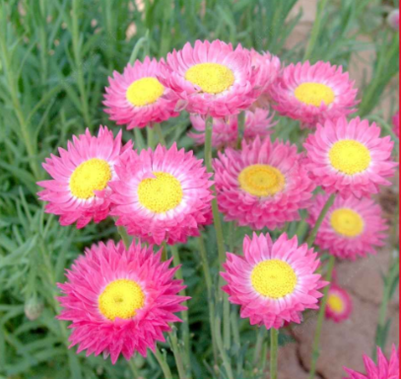 永生菊种子花草种子公园景观花海花种子阳台庭院花卉种子花籽