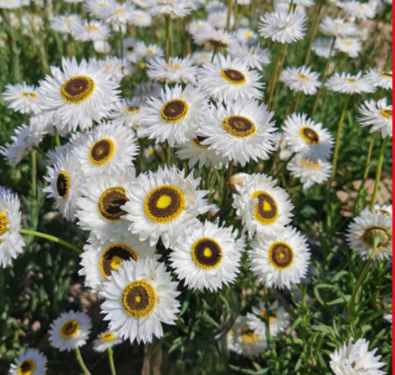 永生菊种子花草种子公园景观花海花种子阳台庭院花卉种子花籽