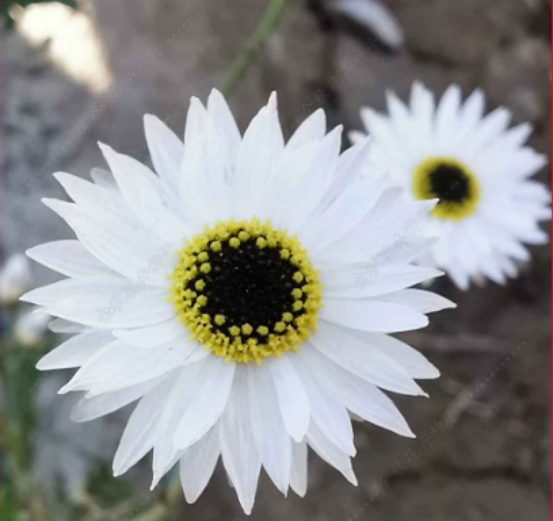 永生菊种子花草种子公园景观花海花种子阳台庭院花卉种子花籽