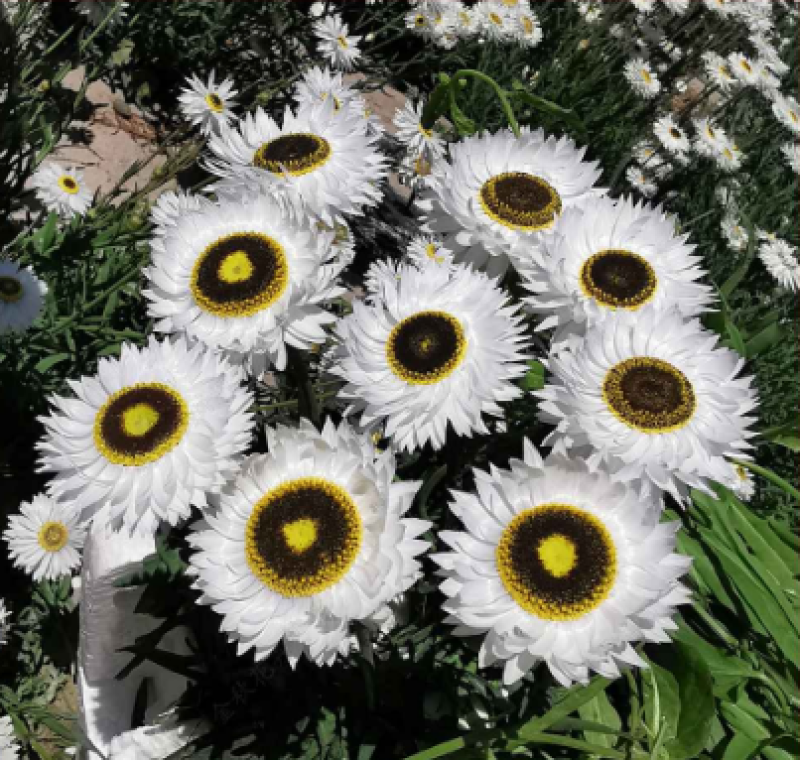 永生菊种子花草种子公园景观花海花种子阳台庭院花卉种子花籽