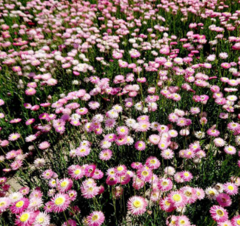 永生菊种子花草种子公园景观花海花种子阳台庭院花卉种子花籽