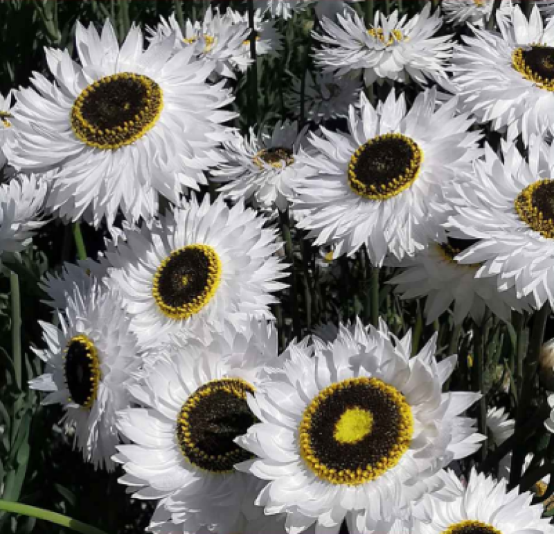 永生菊种子花草种子公园景观花海花种子阳台庭院花卉种子花籽