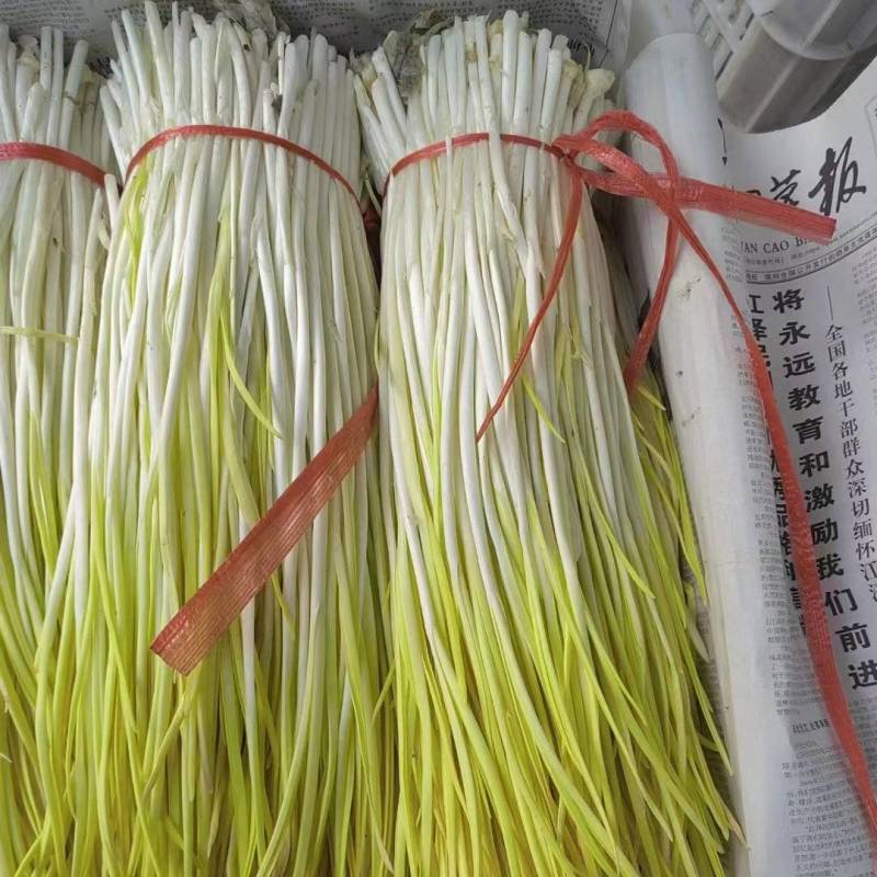 山东蒜黄，大量上市，代办代发，发货全国，超市，批发市场
