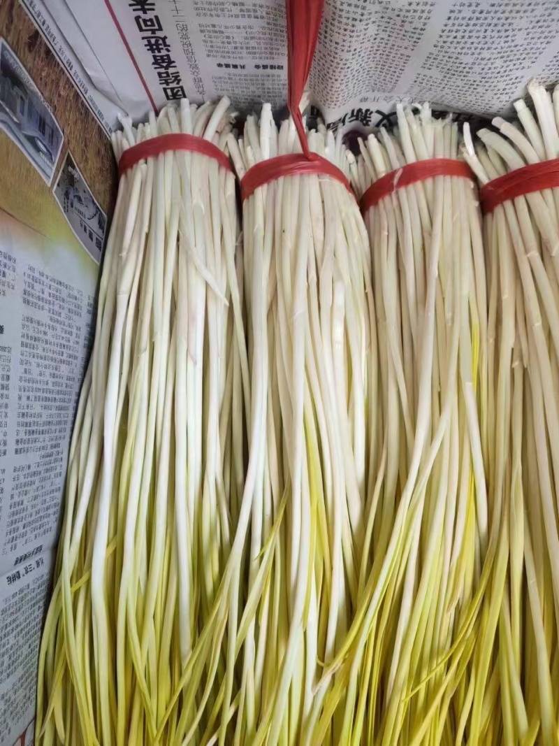 山东蒜黄，大量上市，代办代发，发货全国，超市，批发市场