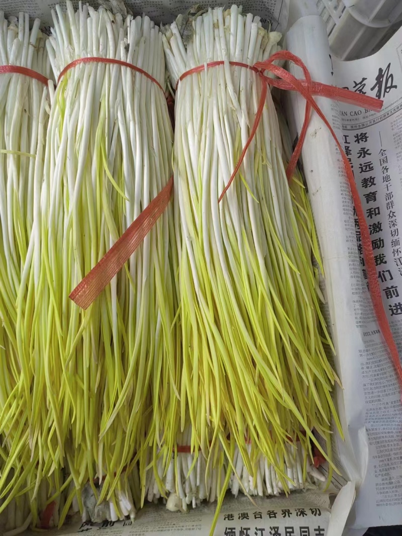 山东蒜黄，大量上市，代办代发，发货全国，超市，批发市场