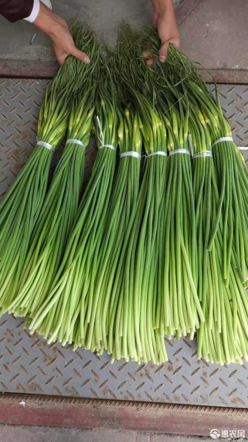 山东冷库红薹白蒜苔大量供应货源充足价格不高保质保量全国发