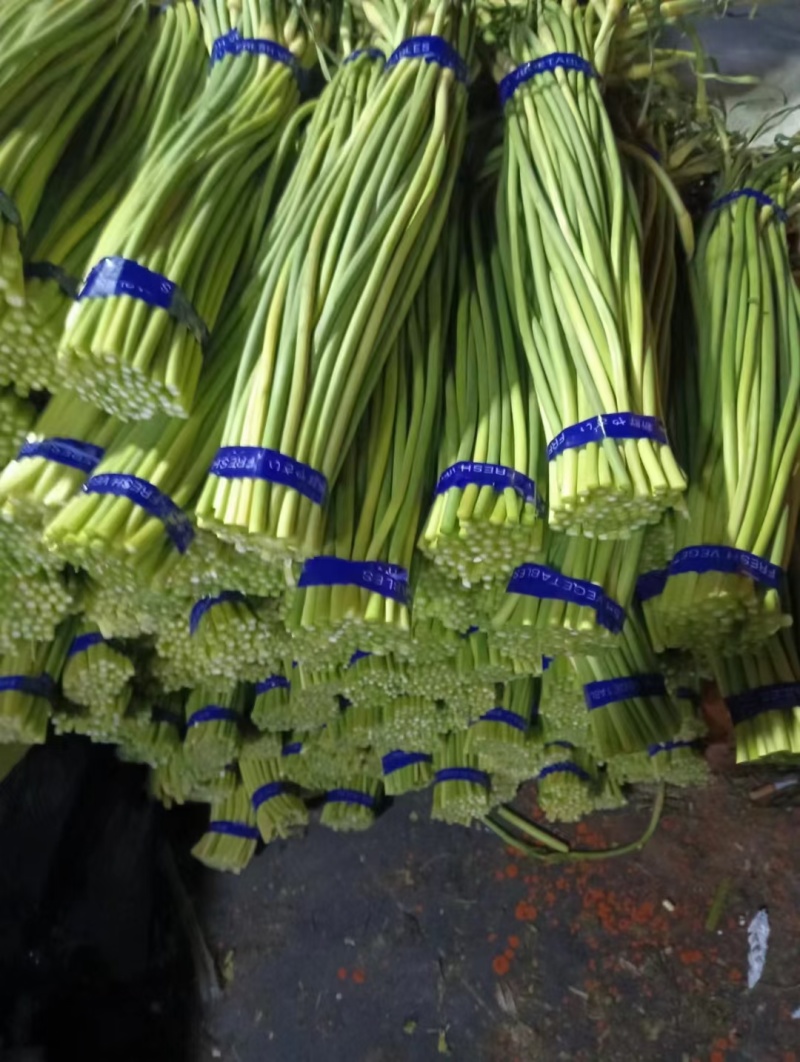 山东冷库红薹白蒜苔大量供应货源充足价格不高保质保量全国发