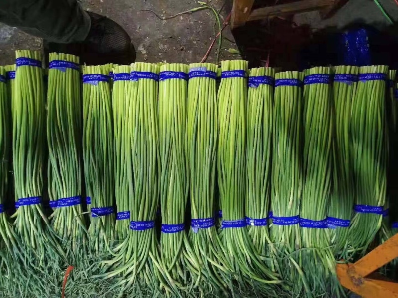 山东冷库红薹白蒜苔大量供应货源充足价格不高保质保量全国发