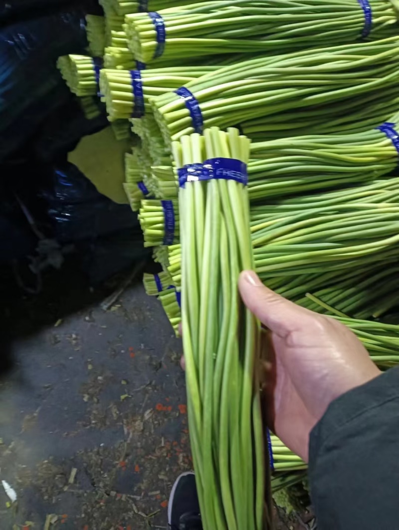 山东冷库红薹白蒜苔大量供应货源充足价格不高保质保量全国发