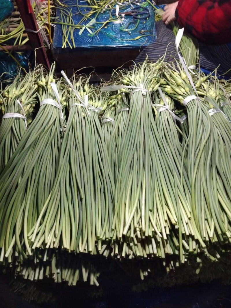 山东冷库红薹白蒜苔大量供应货源充足价格不高保质保量全国发