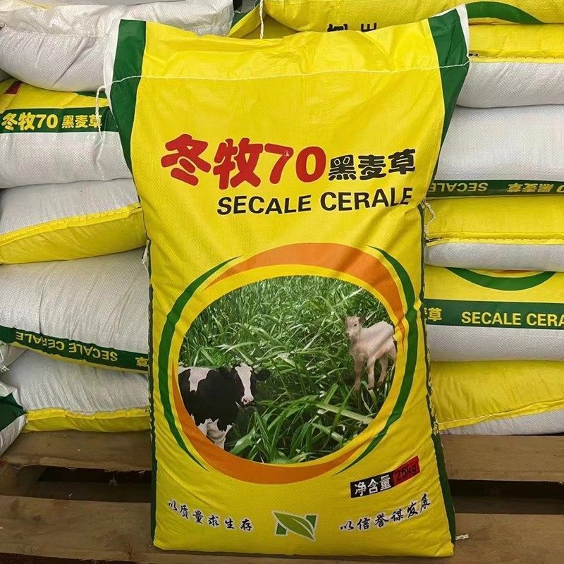 冬牧70黑麦草种子秋冬宽叶麦草耐寒高产蓄牧草猪牛羊鸡鸭鹅