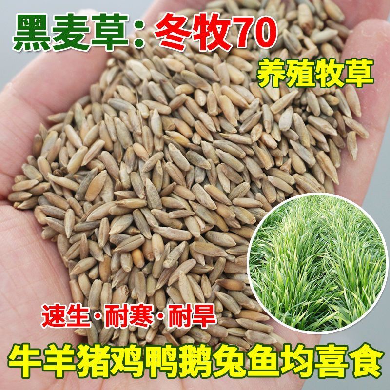 冬牧70黑麦草种子秋冬宽叶麦草耐寒高产蓄牧草猪牛羊鸡鸭鹅