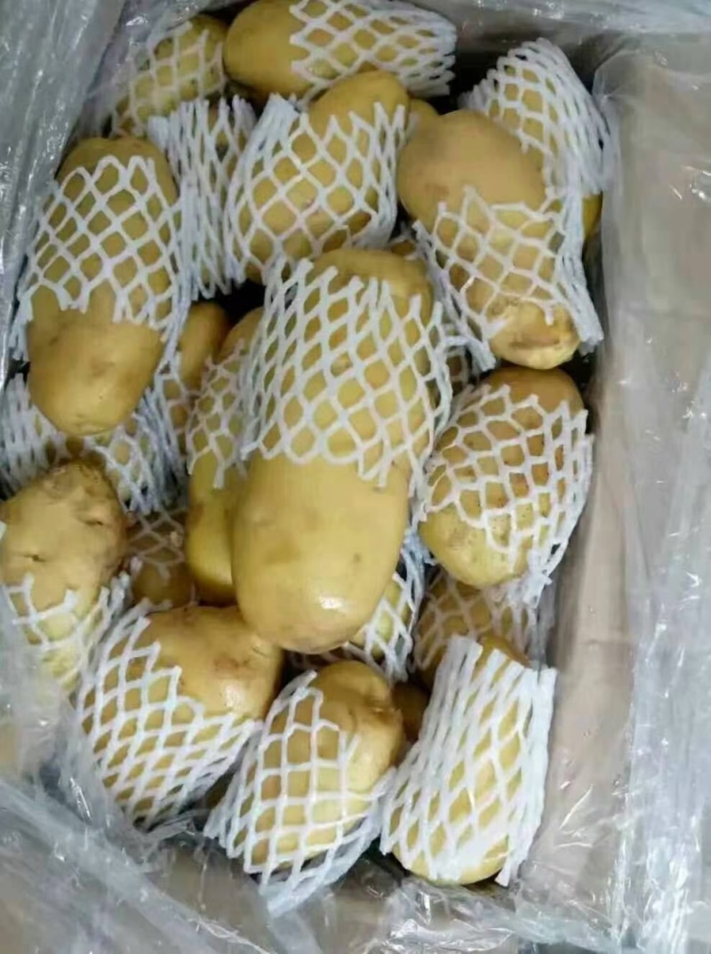 山东冷库荷兰十五土豆，土豆大量现货，货源充足，全国发货