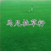草坪种子不修剪草皮草种护坡固土四季常青马尼拉草籽庭院四季