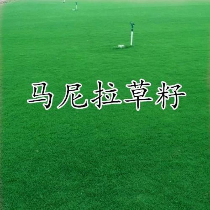 草坪种子不修剪草皮草种护坡固土四季常青马尼拉草籽庭院四季