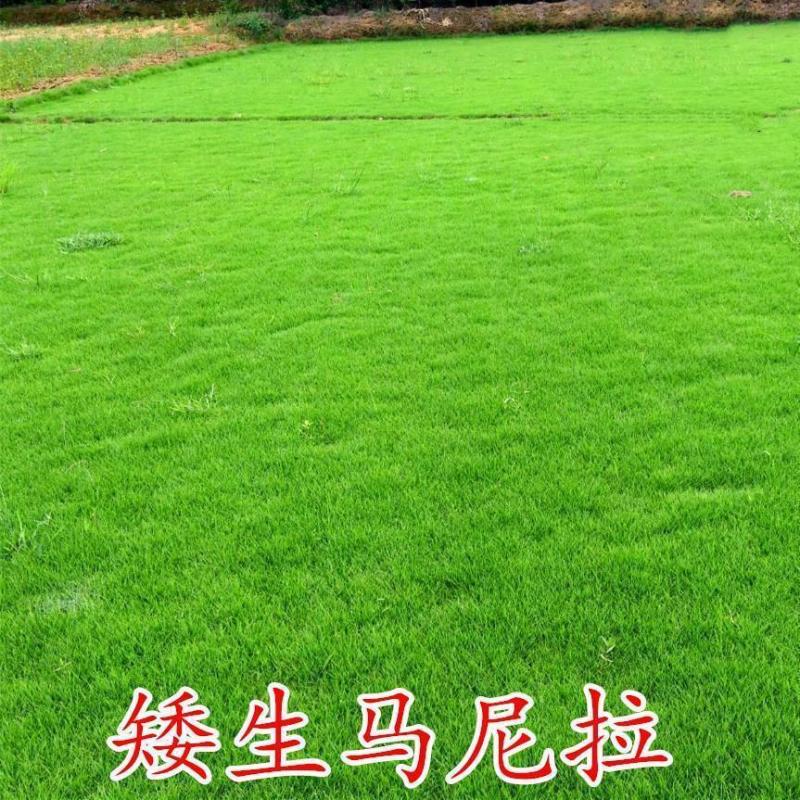 草坪种子不修剪草皮草种护坡固土四季常青马尼拉草籽庭院四季