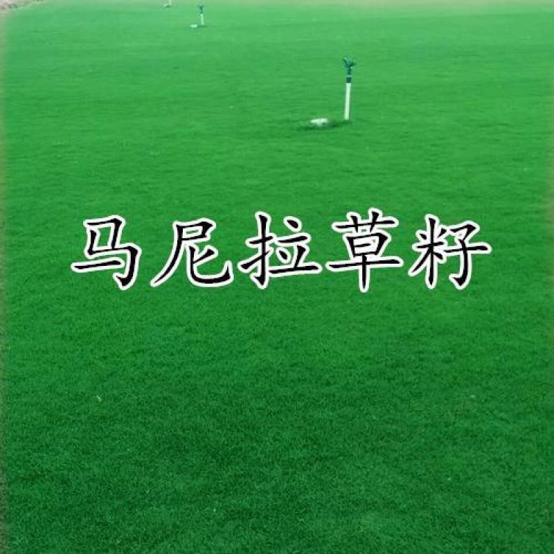 草坪种子不修剪草皮草种护坡固土四季常青马尼拉草籽庭院四季