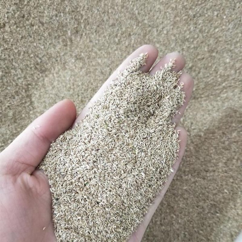草坪种子不修剪草皮草种护坡固土四季常青马尼拉草籽庭院四季