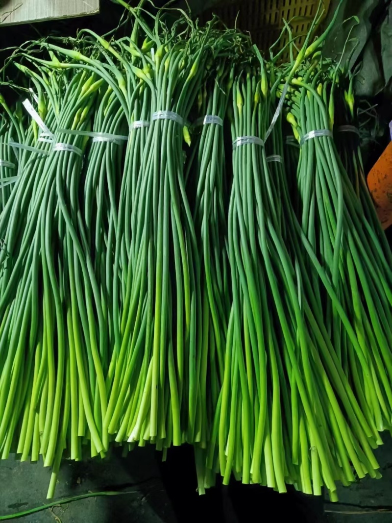 山东冷库白帽蒜苔红帽蒜苔大量供应，货源充足产地一手货源