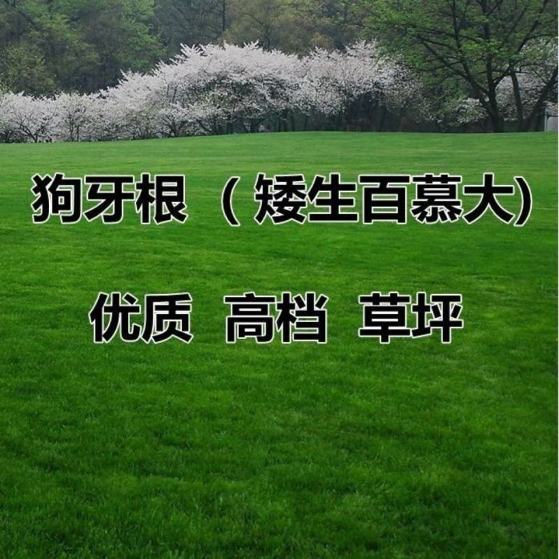 狗牙根草坪种子匍匐茎种籽四季常青护坡固土草籽耐旱耐践