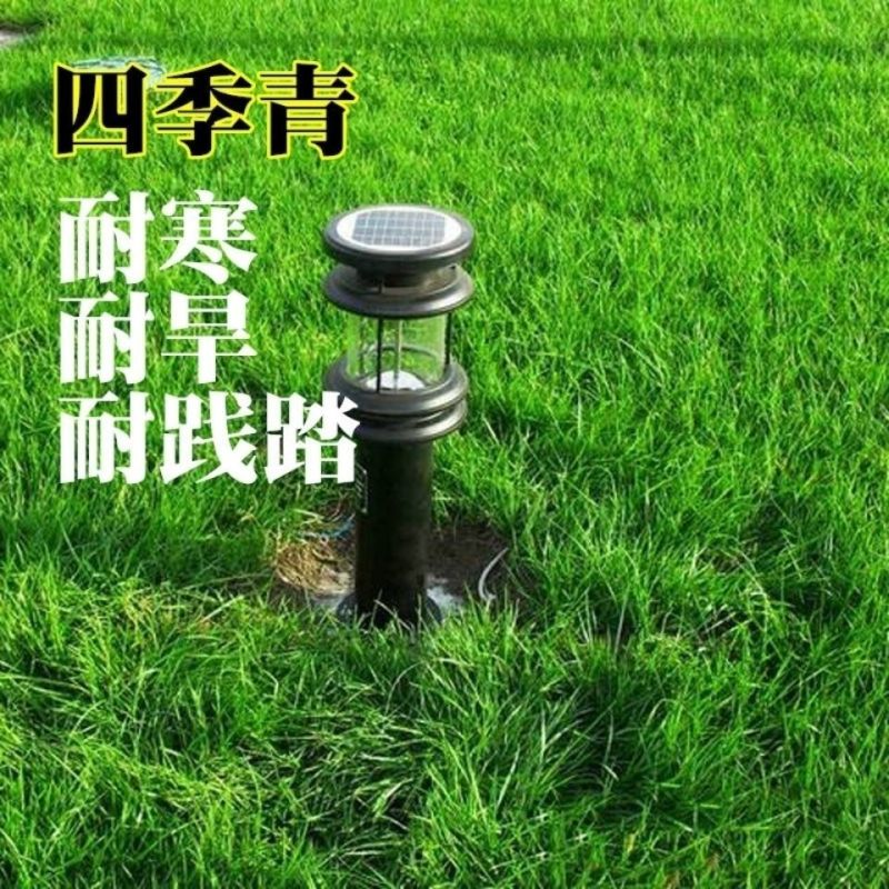 狗牙根草坪种子匍匐茎种籽四季常青护坡固土草籽耐旱耐践