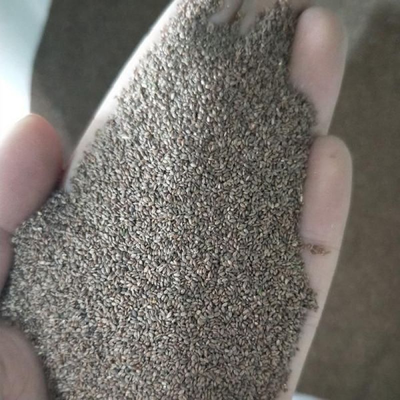 狗牙根草坪种子匍匐茎种籽四季常青护坡固土草籽耐旱耐践