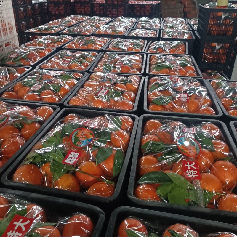 湖南怀化纽荷尔脐橙，现大量上市价格实惠，对接商超电商各大市场