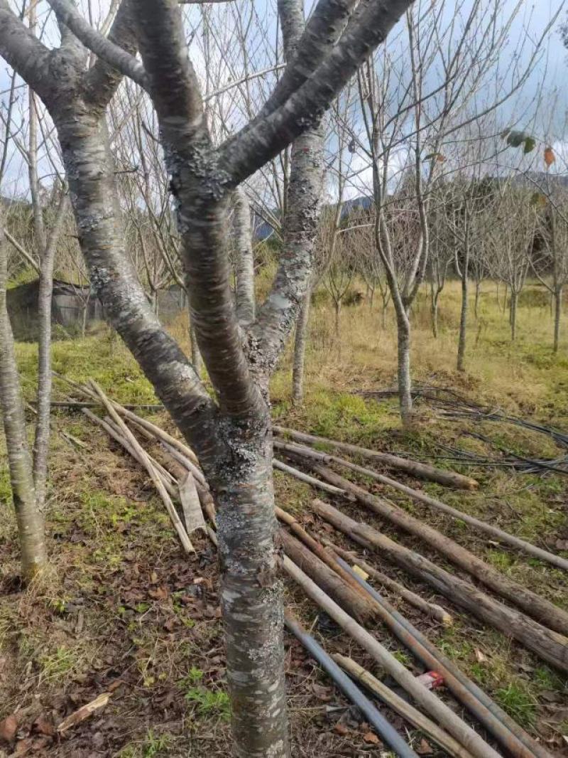 日本樱花树大量供应保质保量对接全国市场欢迎致电咨询