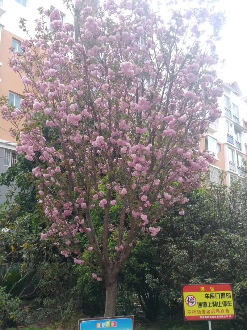 日本樱花树大量供应保质保量对接全国市场欢迎致电咨询