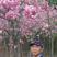 日本樱花树大量供应保质保量对接全国市场欢迎致电咨询