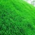 百喜草种子草籽耐旱抗热护坡