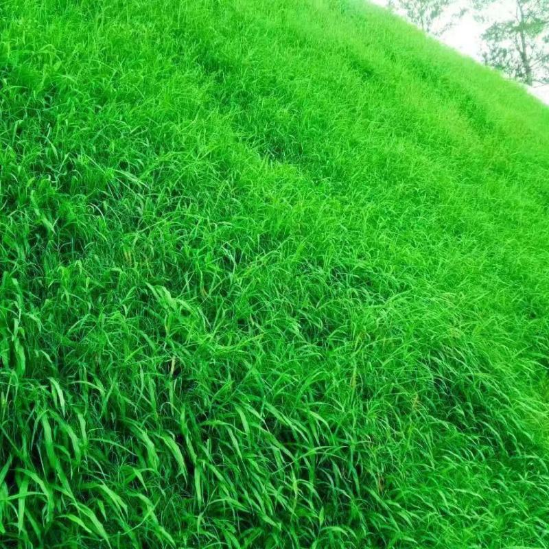 百喜草种子草籽耐旱抗热护坡