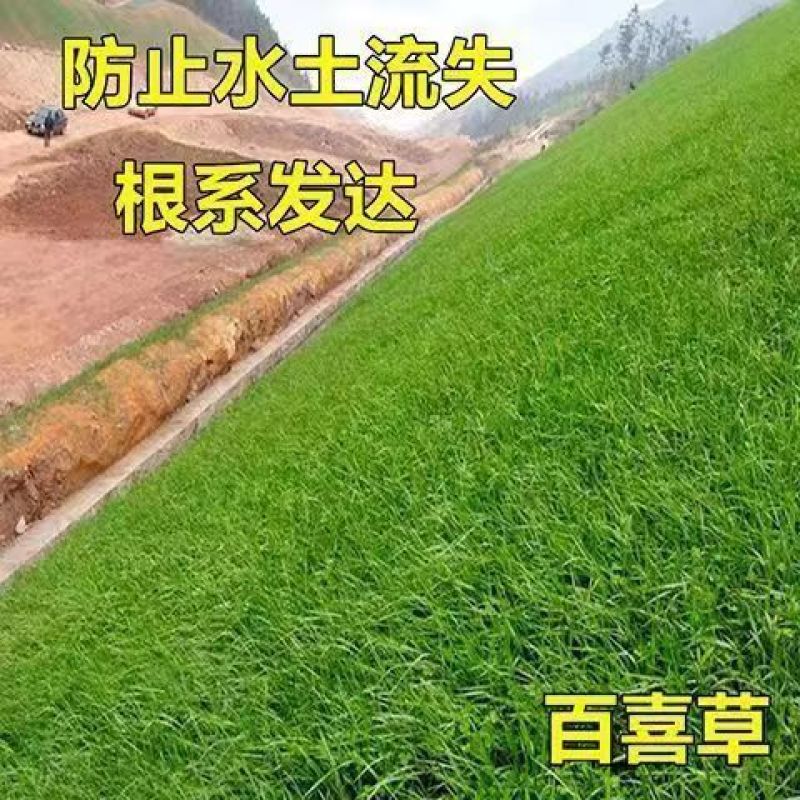 百喜草种子草籽耐旱抗热护坡