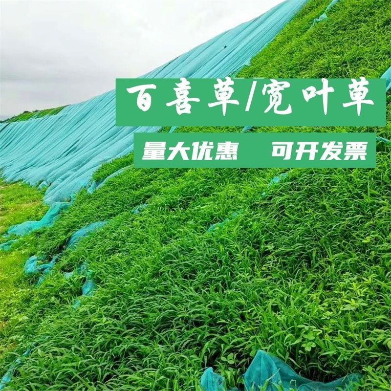 百喜草种子草籽耐旱抗热护坡