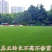 进口匍匐型剪股颖种子高尔夫球场别墅庭院绿化