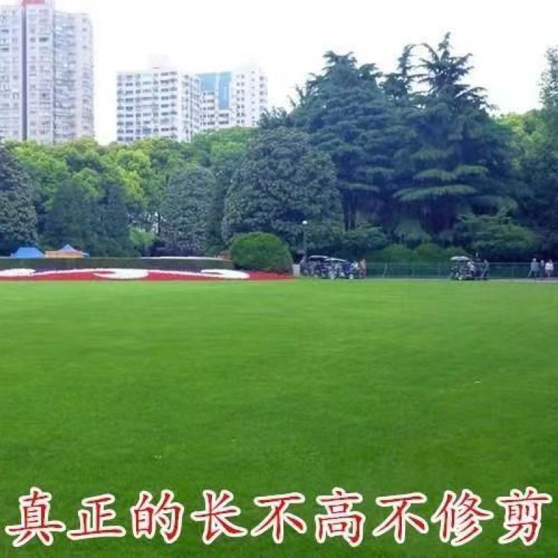 进口匍匐型剪股颖种子高尔夫球场别墅庭院绿化