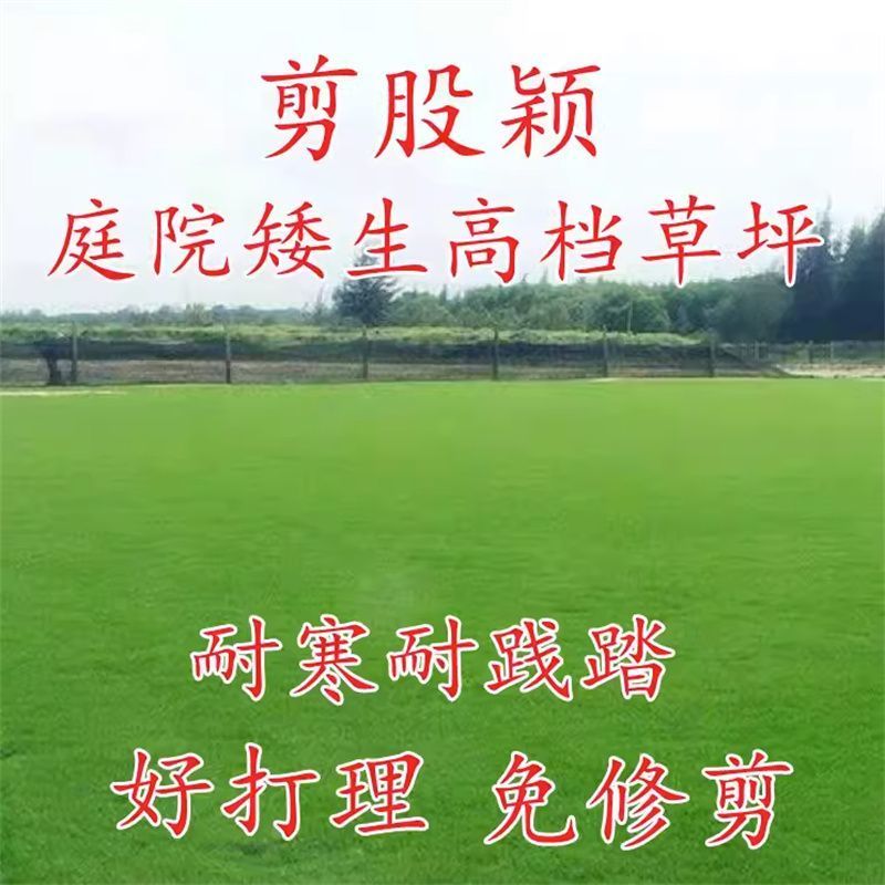 进口匍匐型剪股颖种子高尔夫球场别墅庭院绿化