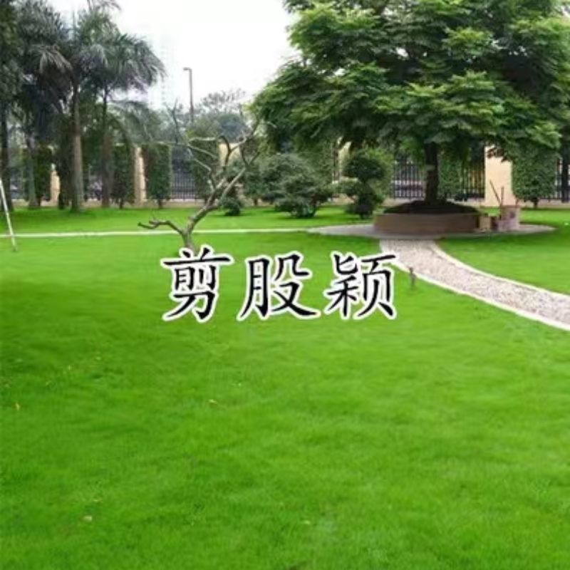 进口匍匐型剪股颖种子高尔夫球场别墅庭院绿化