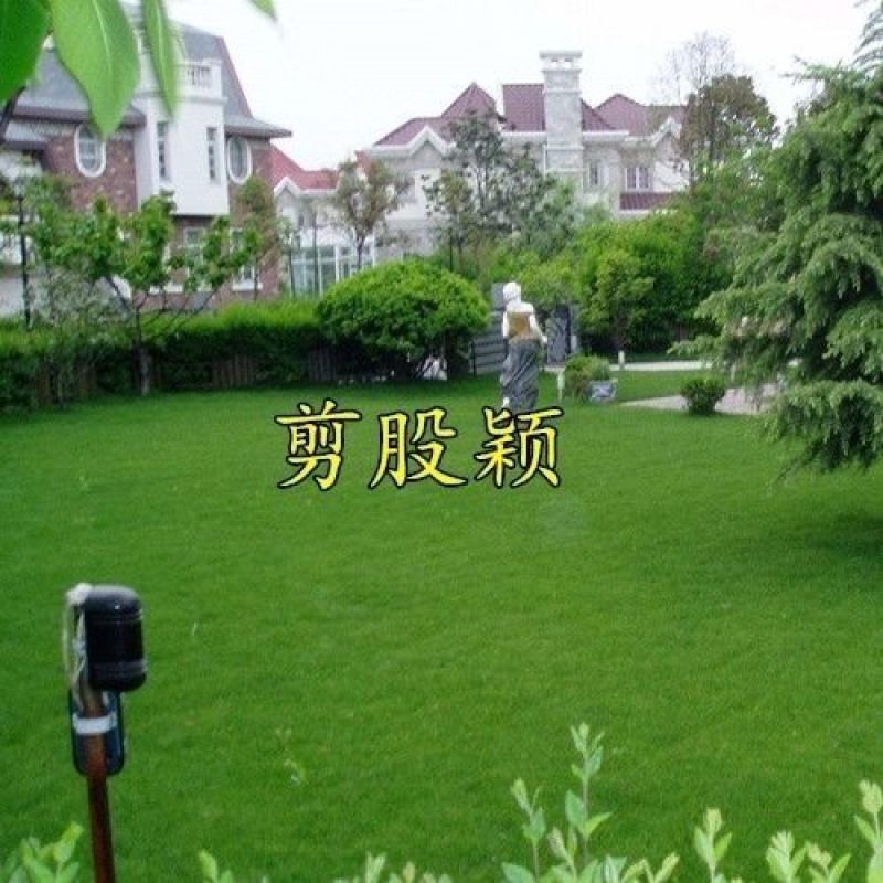进口匍匐型剪股颖种子高尔夫球场别墅庭院绿化