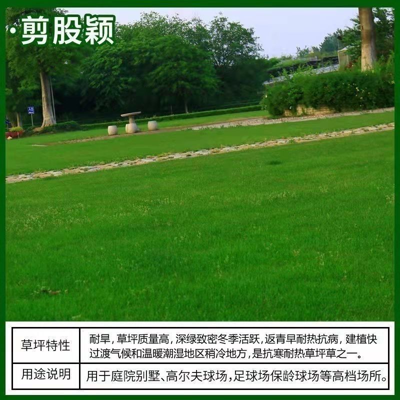 进口匍匐型剪股颖种子高尔夫球场别墅庭院绿化