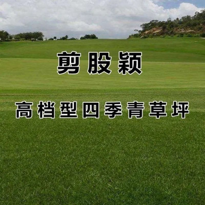 进口匍匐型剪股颖种子高尔夫球场别墅庭院绿化