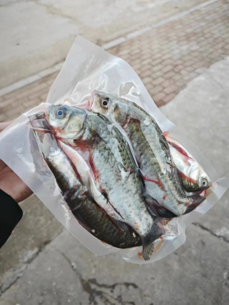 鲫鱼真空包装冷冻开膛鲫鱼干净卫生对接商超电商