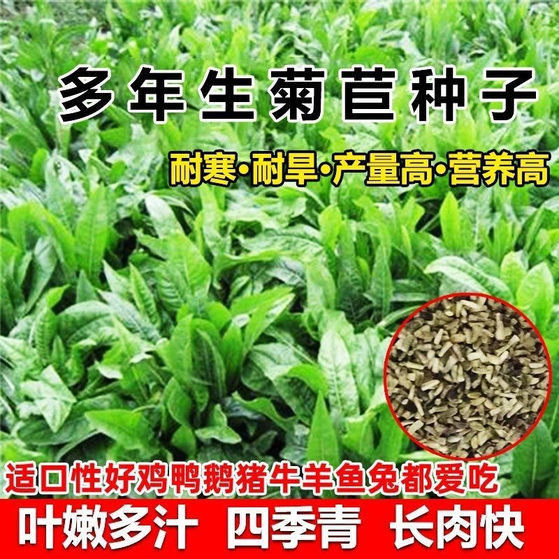 将军菊苣种子大叶菊苣草种子多年生四季牧草猪牛羊鸡鸭鹅鱼草
