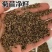 将军菊苣种子大叶菊苣草种子多年生四季牧草猪牛羊鸡鸭鹅鱼草