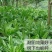 将军菊苣种子大叶菊苣草种子多年生四季牧草猪牛羊鸡鸭鹅鱼草