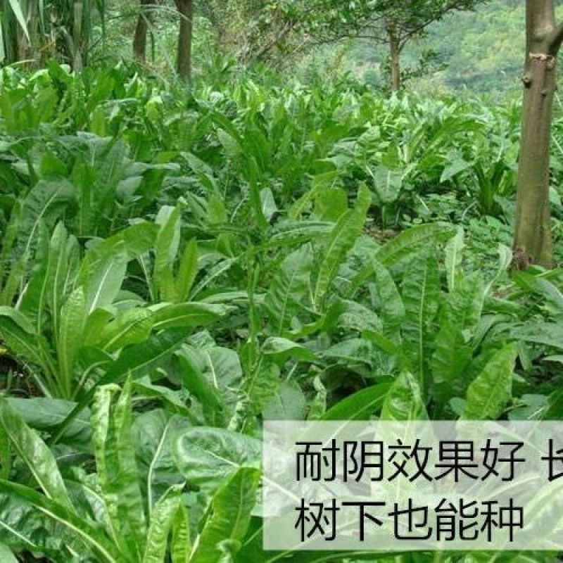 将军菊苣种子大叶菊苣草种子多年生四季牧草猪牛羊鸡鸭鹅鱼草